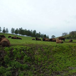 The Americas Area - Bison Herd