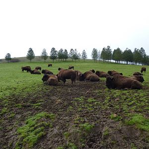 The Americas Area - Bison Herd