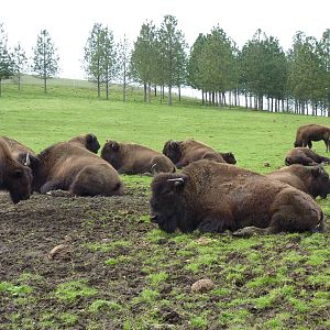 The Americas Area - Bison Herd