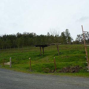 The Americas Area - Grizzly Bear Enclosure