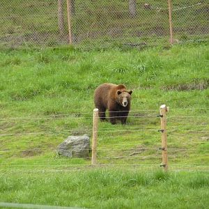 The Americas Area - Grizzly Bear