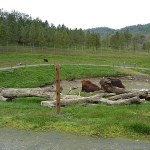 Grizzly Bear Enclosures