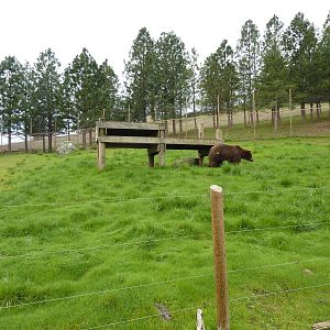Grizzly Bear Enclosure