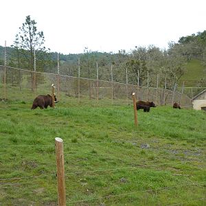 Grizzly Bear Enclosure