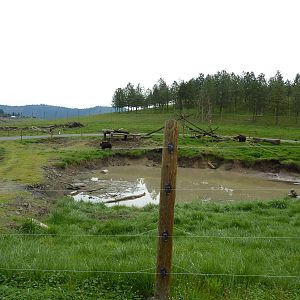 Grizzly Bear Enclosures