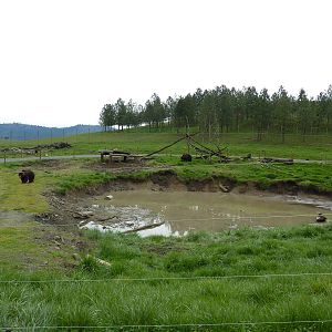 Grizzly Bear Enclosures