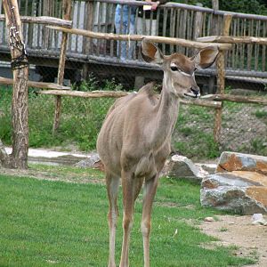 Greater Kudu