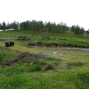 Grizzly Bear Enclosures