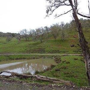 The Americas Area - Bison/Elk/Llama/Aoudad