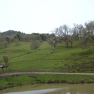 The Americas Area - Bison/Elk/Llama/Aoudad