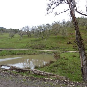 The Americas Area - Bison/Elk/Llama/Aoudad