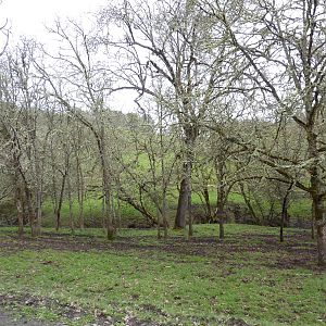 The Americas Area - Bison/Elk/Llama/Aoudad