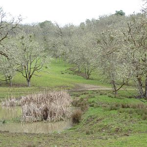 The Americas Area - Bison/Elk/Llama/Aoudad
