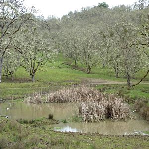 The Americas Area - Bison/Elk/Llama/Aoudad