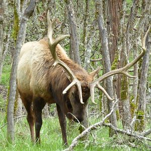 The Americas Area - Roosevelt Elk