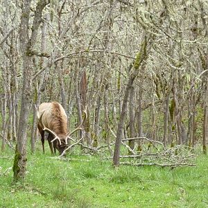 The Americas Area - Roosevelt Elk