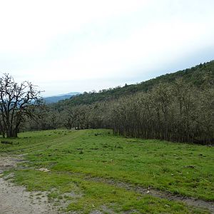The Americas Area - Bison/Elk/Llama/Aoudad