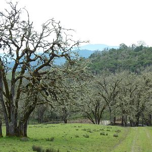 The Americas Area - Bison/Elk/Llama/Aoudad