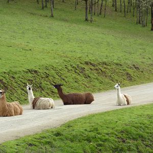 The Americas Area - Llamas