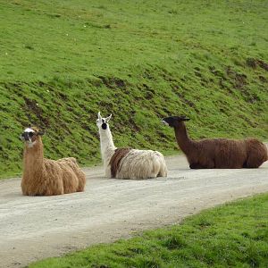 The Americas Area - Llamas