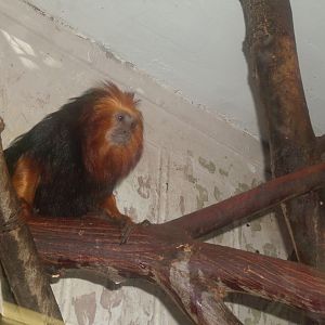 Golden-headed tamarin