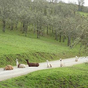 The Americas Area - Llamas