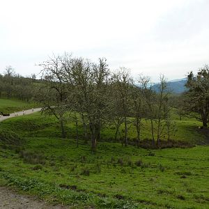 The Americas Area - Bison/Elk/Llama/Aoudad