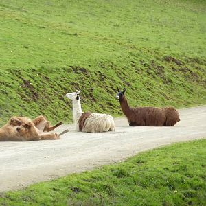 The Americas Area - Llamas