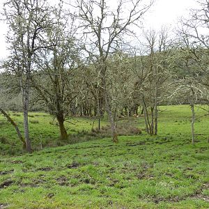 The Americas Area - Bison/Elk/Llama/Aoudad