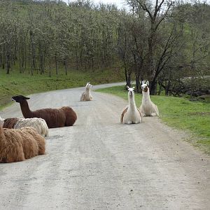 The Americas Area - Llamas