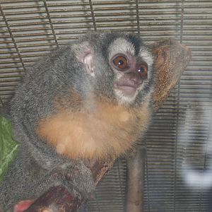 Night monkey in Tropical House