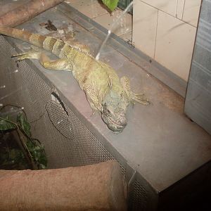 Green iguana in Tropical House