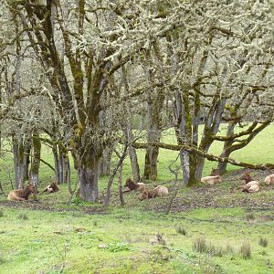 The Americas Area - Roosevelt Elk Herd