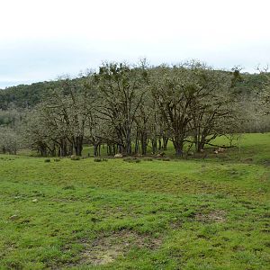 The Americas Area - Bison/Elk/Llama/Aoudad