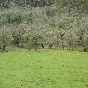 The Americas Area - Bison/Elk/Llama/Aoudad