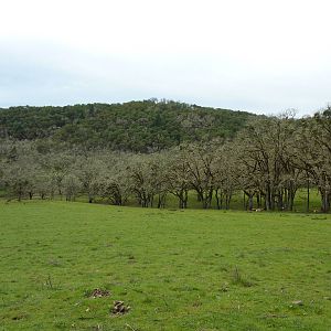 The Americas Area - Bison/Elk/Llama/Aoudad
