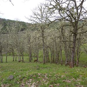 The Americas Area - Bison/Elk/Llama/Aoudad