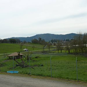 The Americas Area - Black Bear Enclosures