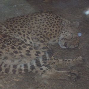 Sleeping cheetah in Africa House