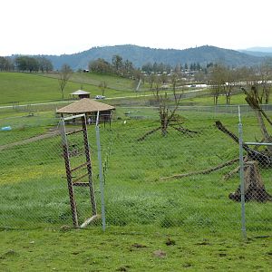 The Americas Area - Black Bear Enclosures