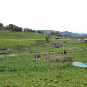 The Americas Area - Black Bear Enclosures