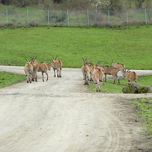 Africa Area - Eland Herd