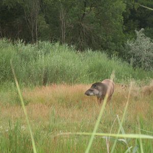 Pantanal mixed exhibit