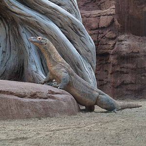 Terra de Dragons - Zoo Barcelona