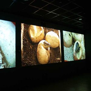 Terra de Dragons - Zoo Barcelona