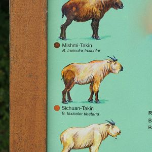 Berlin tierpark July 08