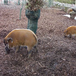 Red river hog, chester zoo 2006