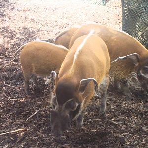 Red river hog, chester zoo 2006