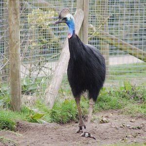 Southern Cassowary