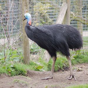 Southern Cassowary